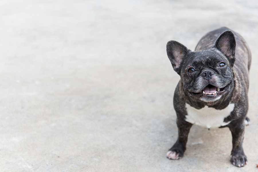 seal brindle french bulldog