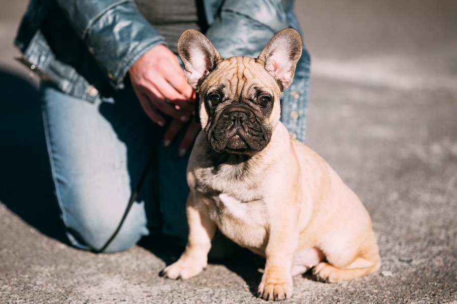 French Bulldog Dog Puppy In Park Outdoor. Popular Breed of Dog