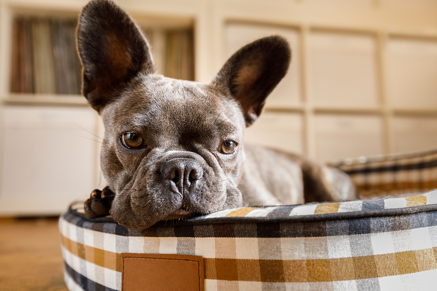 Grey French Bulldog - Dog Resting On Bed At Home