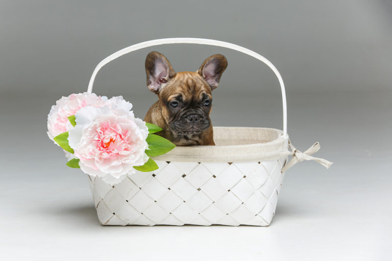 How Much Do Frenchies Cost? Your Guide to French Bulldog Pricing and ...