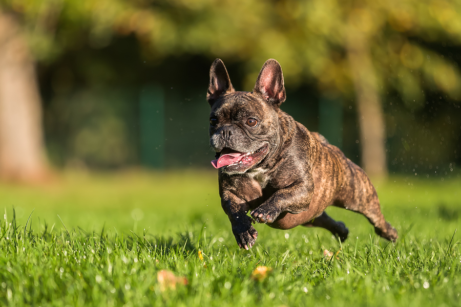 how long should you walk a french bulldog