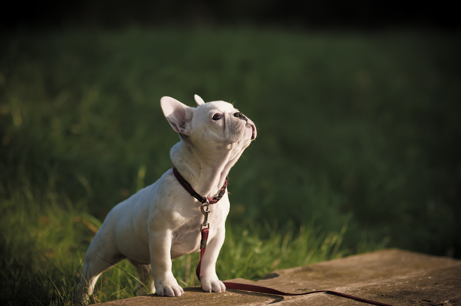 French bulldog puppy