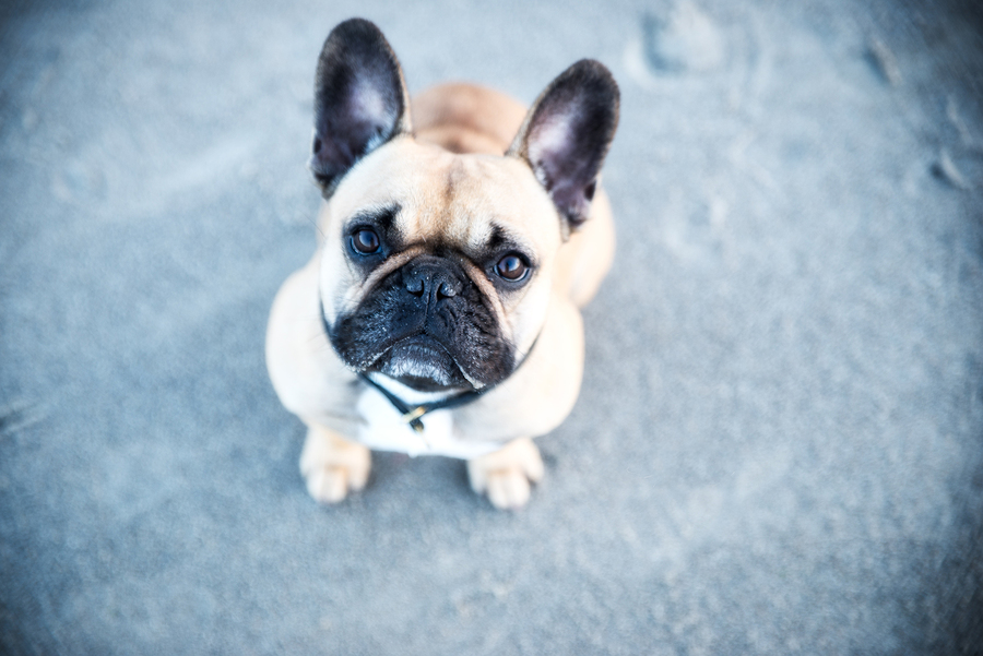 is it normal for french bulldogs to have red eyes