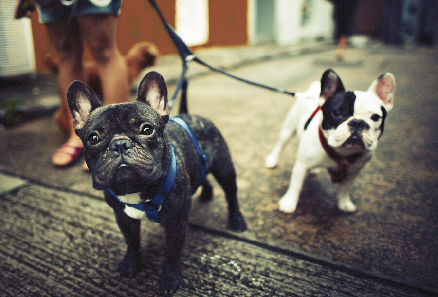What Are The Different Types Of French Bulldogs