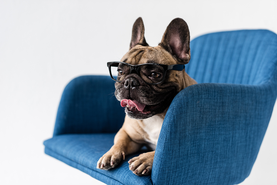 do blue french bulldogs eyes stay blue