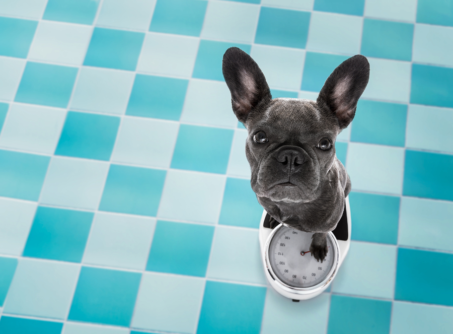 how much should my french bulldog weigh at 12 weeks