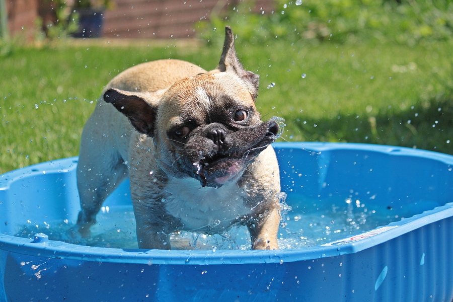 Why Can'T French Bulldogs Swim  