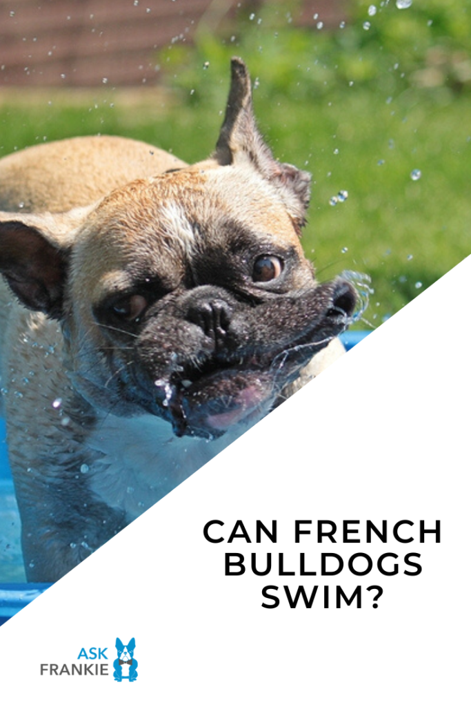 French bulldog refuses to let lack of water keep him from swimming