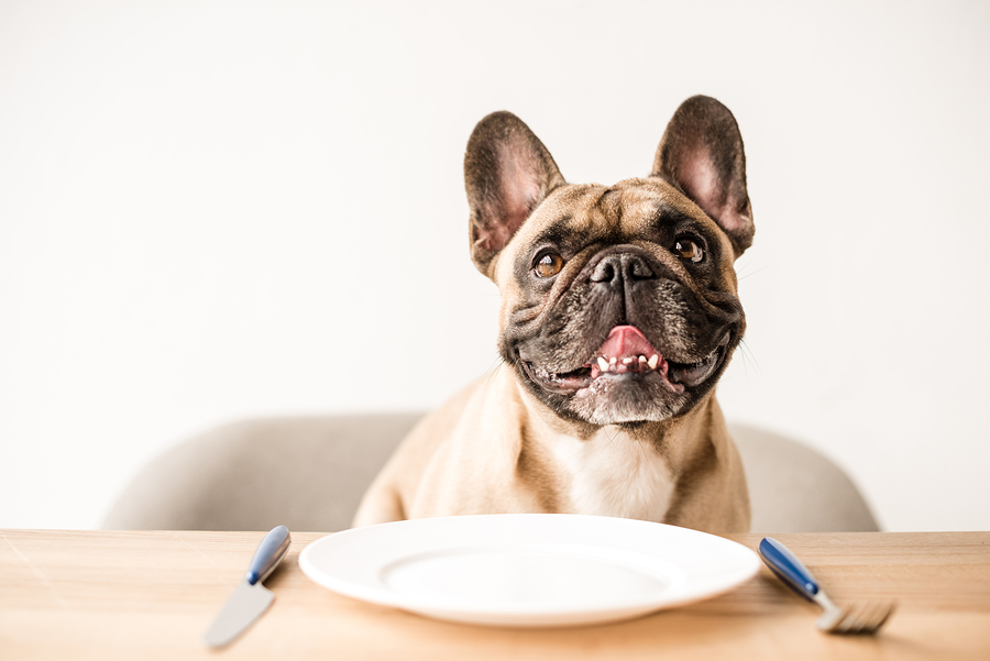 The Best Food for French Bulldogs Health, Allergies and