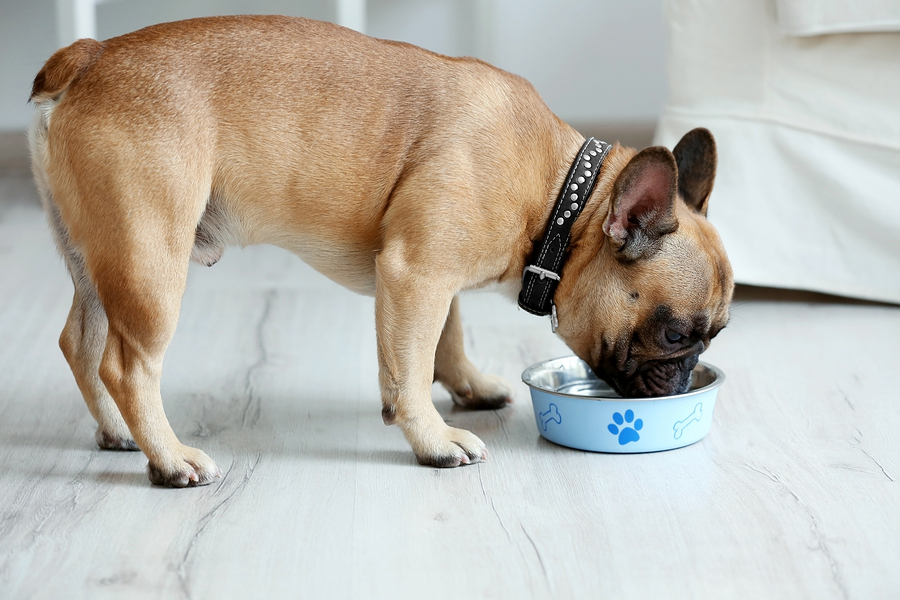 spiked dog bowl