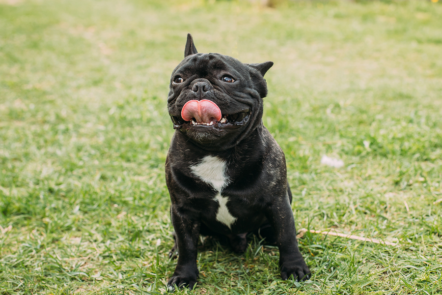 How to Help French Bulldogs Breathe Better  