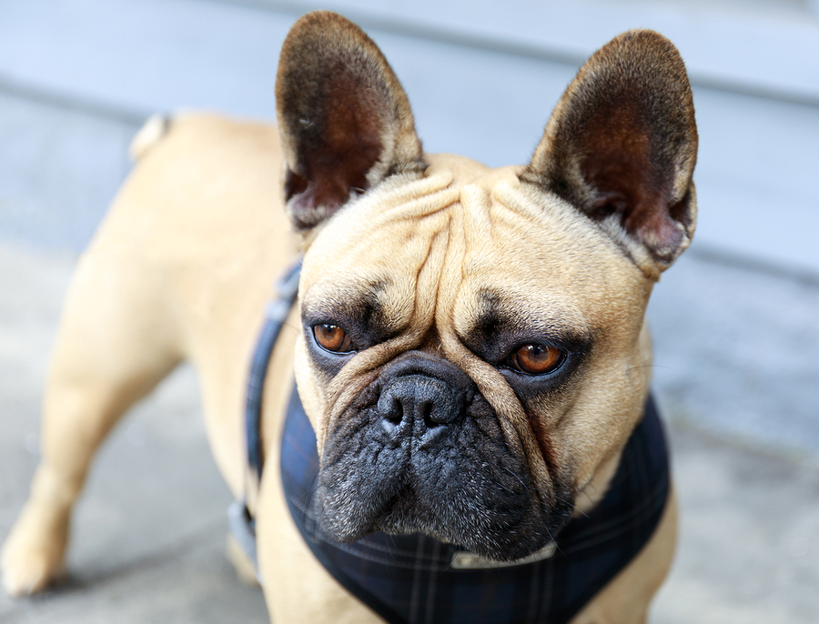 do french bulldogs need a harness