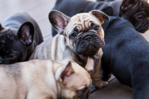 What You Need to Know About the French Bulldog Face