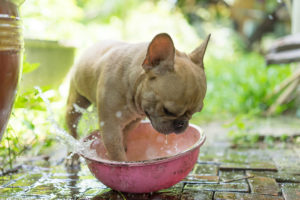 What to Do When Your French Bulldog Is Overheating