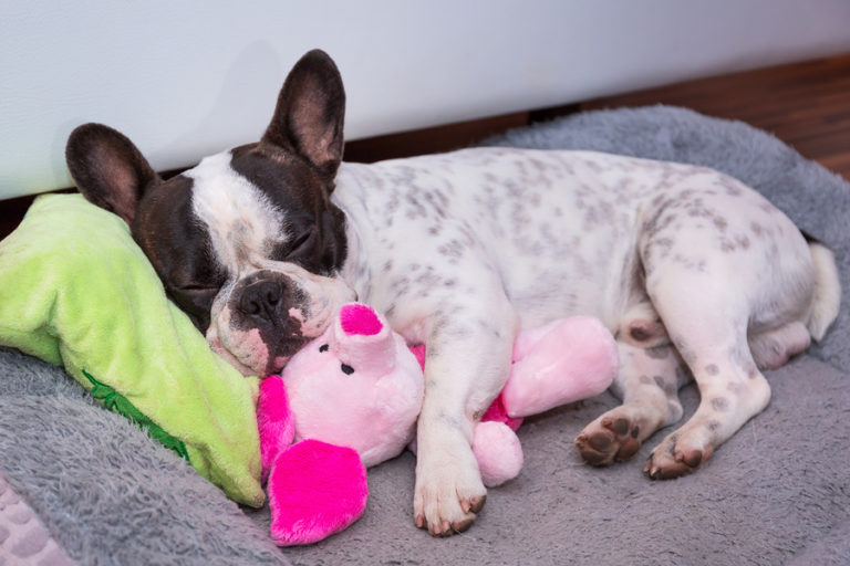 best toys for a french bulldog