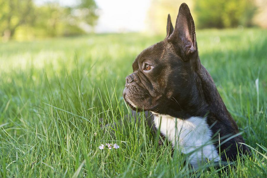 what age do french bulldogs ears stand up