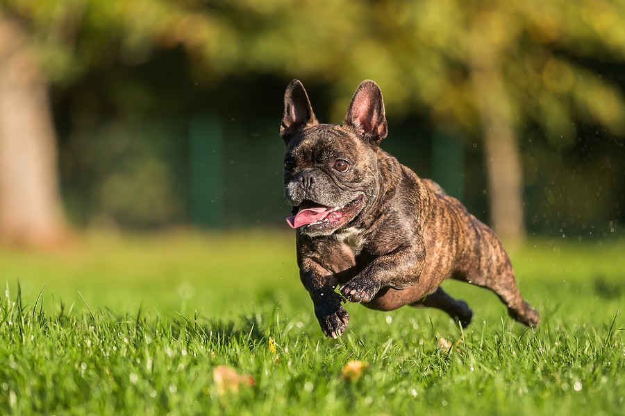 How Much Should Your French Bulldog Exercise?