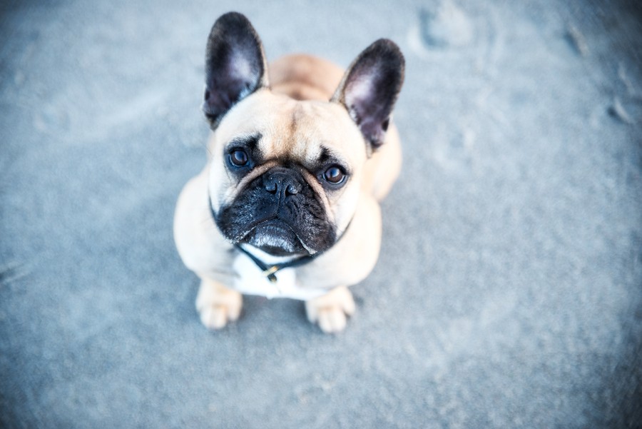 The Most Common French Bulldog Allergies (And How To Treat Them)