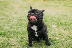 What-You-Need-to-Know-About-French-Bulldog-Breathing-90 ...