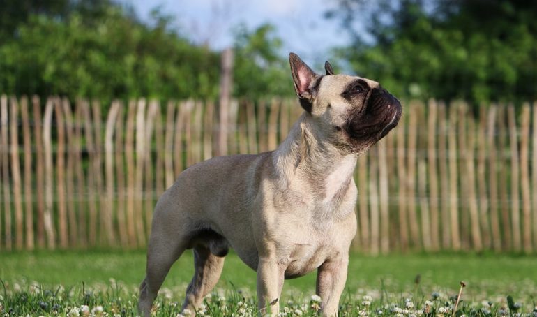 Do French Bulldogs Slobber