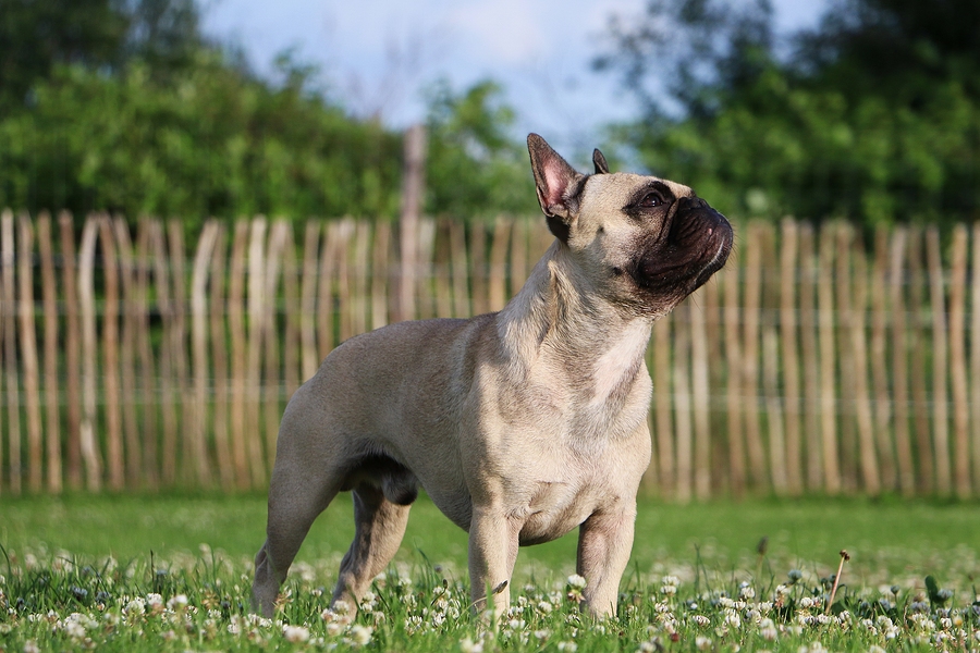 are bulldogs proneto dry nose