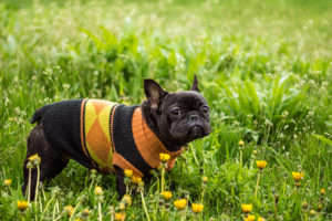 6 French Bulldog Coats To Keep Your Pup Warm and Stylish