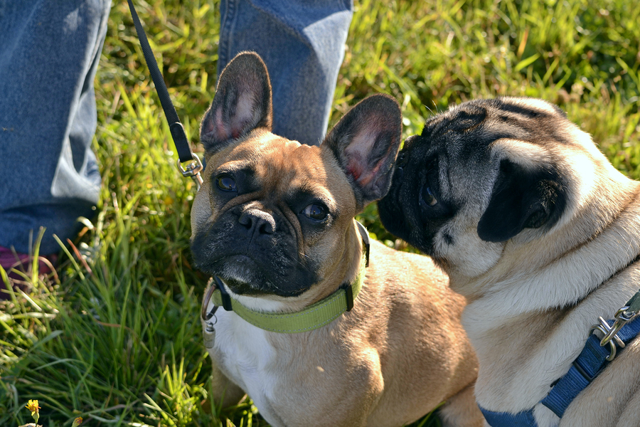 are pugs and french bulldogs related