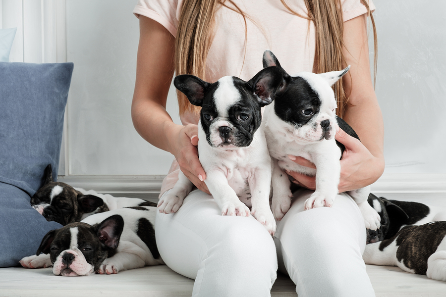 The Top 300 French Bulldog Names For Male And Female Frenchies