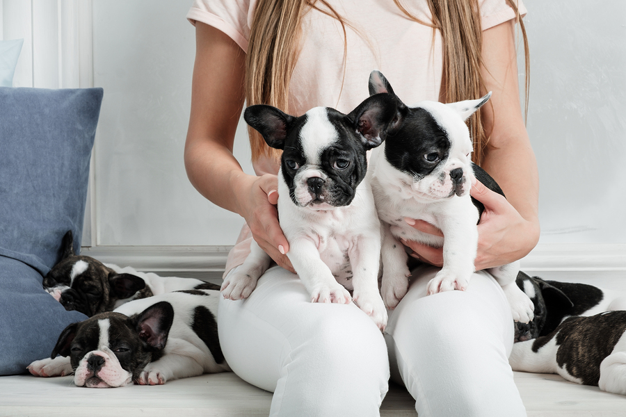 White french bulldog store names