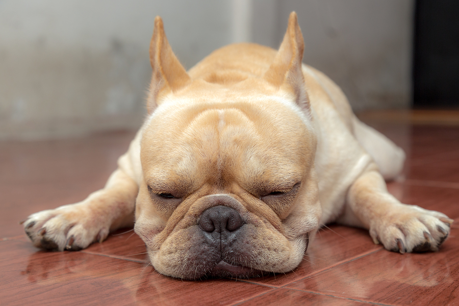 Why Does My French Bulldog Have Diarrhea?