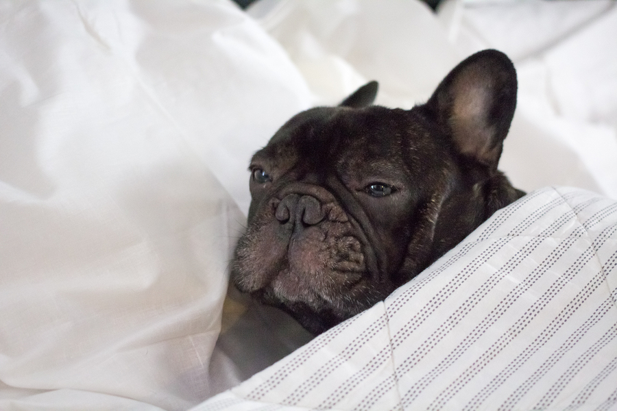 French bulldog throwing up best sale undigested food