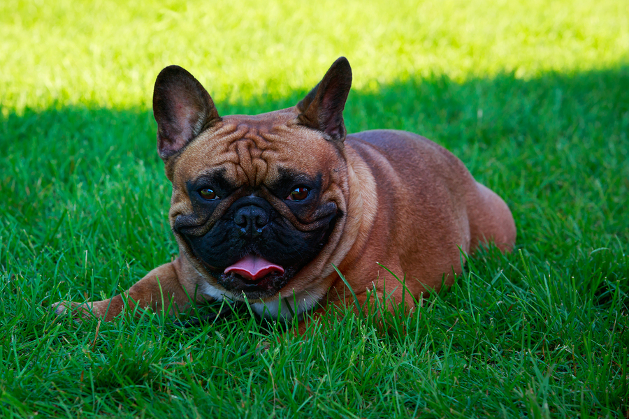 French bulldog hot sale choking