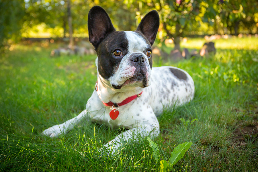 Collars vs Harnesses: Which One Is Right For Your French Bulldog?
