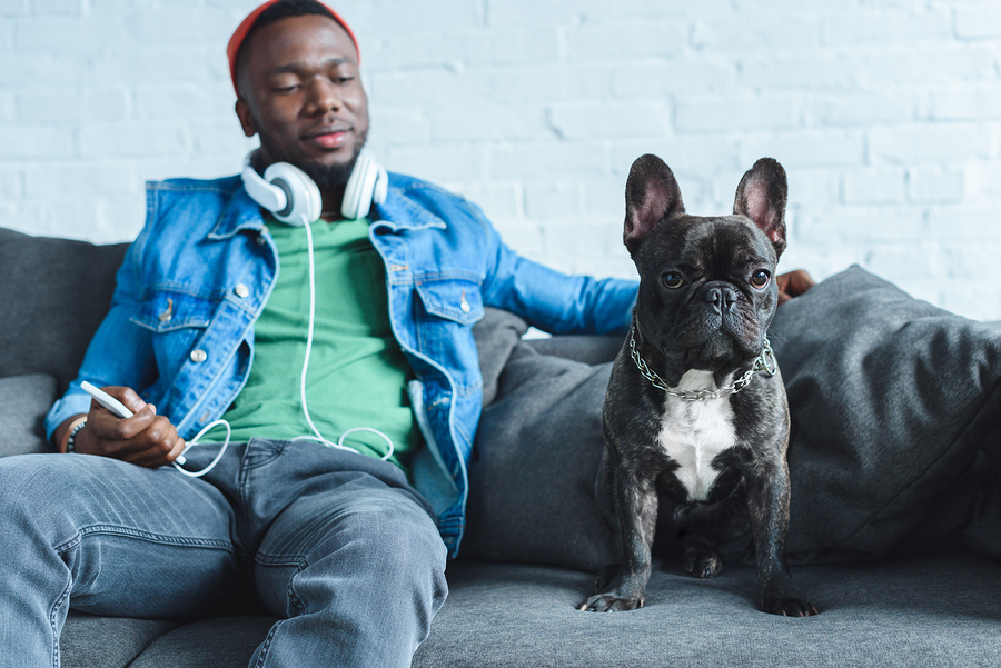 Should I Get a French Bulldog? A Pros and Cons List