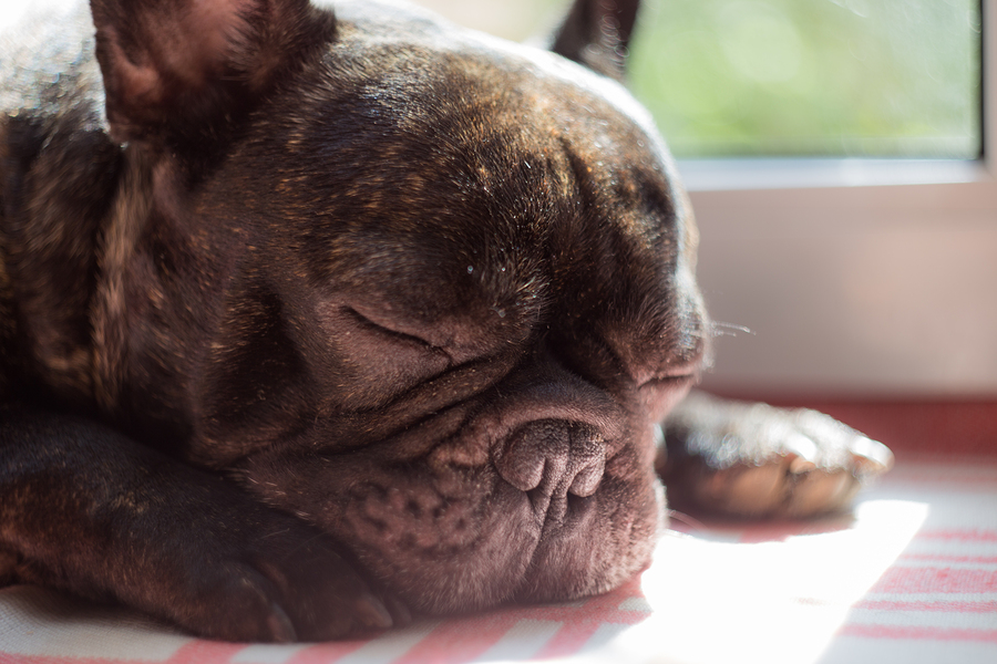 Best Pet Insurance French Bulldog in the world The ultimate guide 