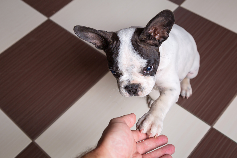 Why Is My Dog Licking Its Paws? Reasons and Remedies