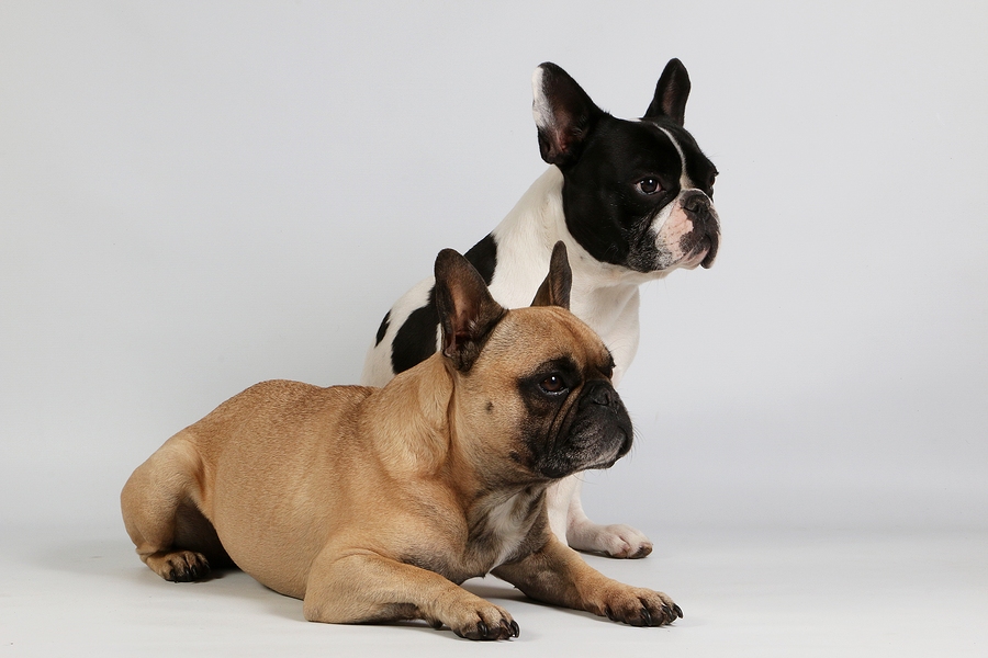 French Bulldog Facts That Will Pique Your Interest Ask
