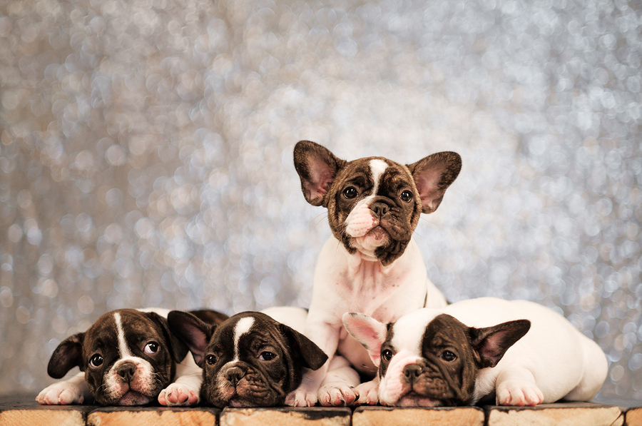 are french bulldogs expensive to maintain