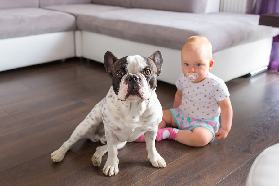 Are French Bulldogs Good With Children?