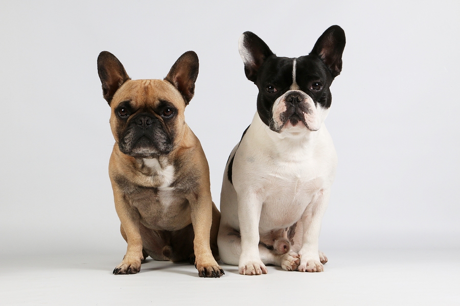 Does the French Bulldog have a lot of issues? Your ...