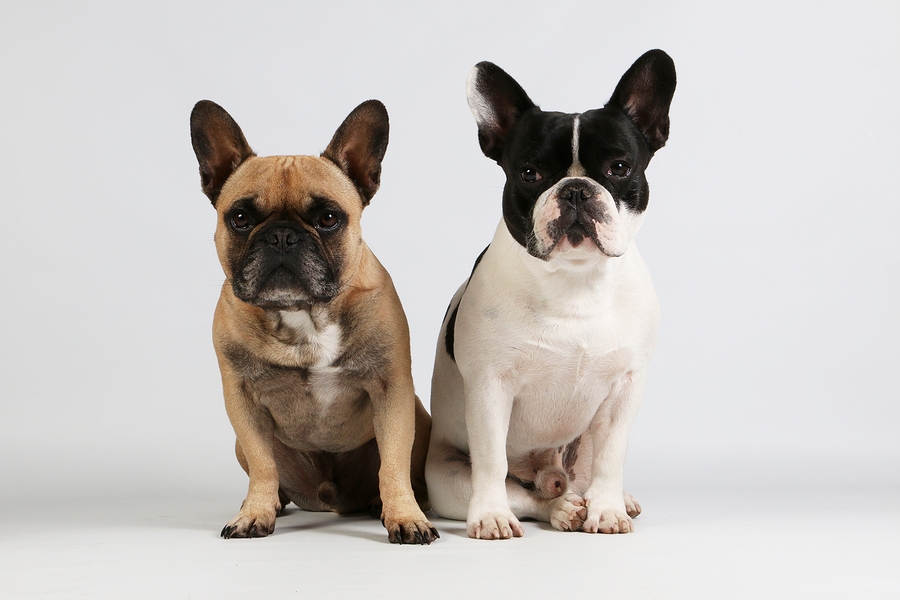 does-the-french-bulldog-have-a-lot-of-issues-your-questions-answered