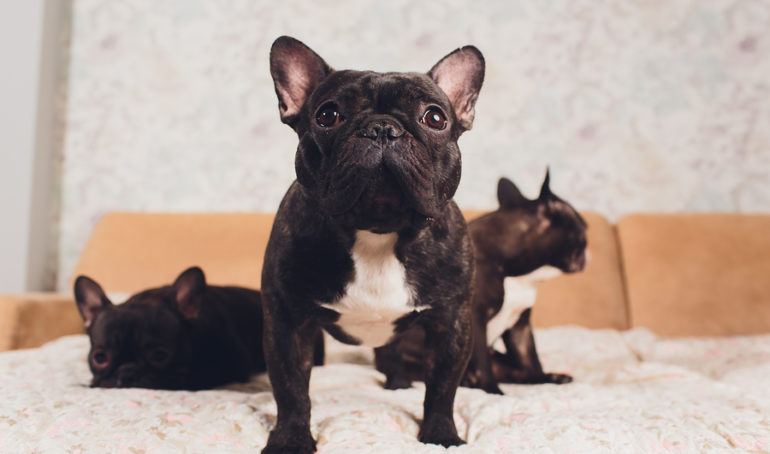 Ask Frankie - The #1 website for french bulldog owners and ...