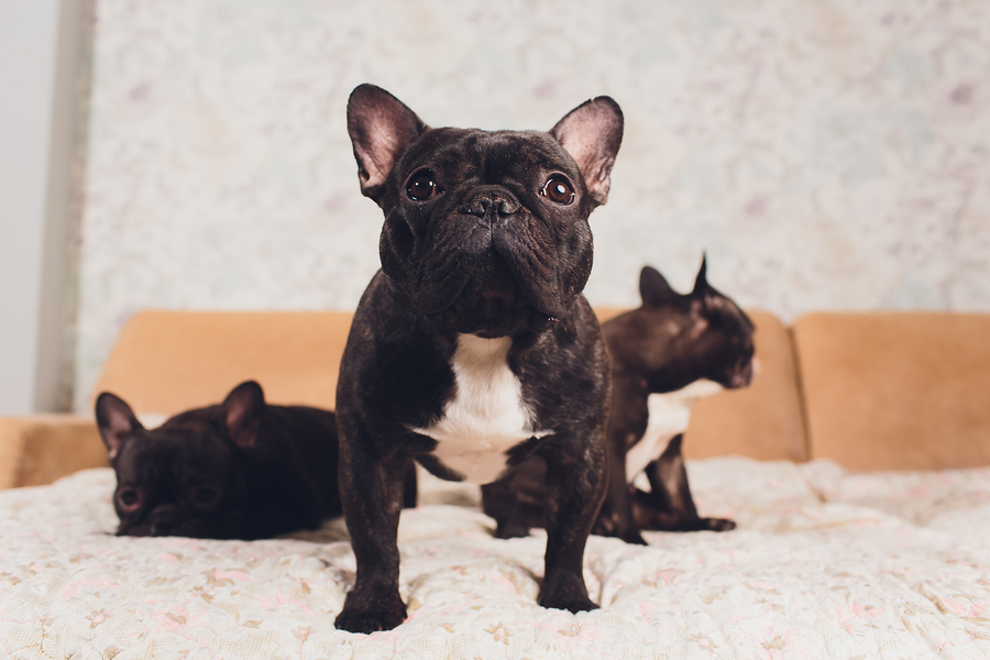 Neck size french store bulldog