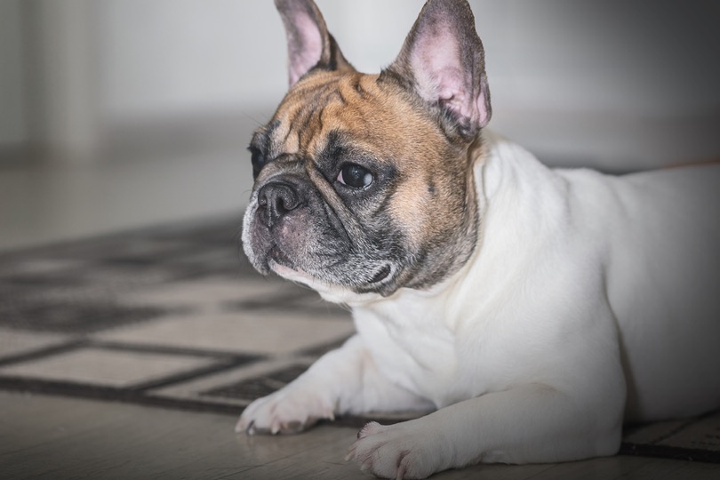 A Guide to French Bulldog Arthritis Symptoms, Causes, and