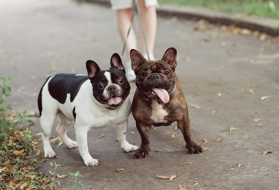 French cheap bulldog possessive