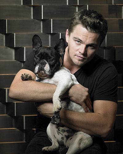 Celebrities with French Bulldogs Leonardo DiCaprio