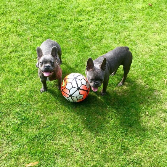 Celebrities with French Bulldogs Marcus Rashford