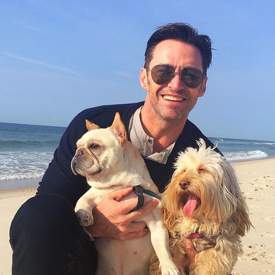 Celebrities with French Bulldogs Hugh Jackman