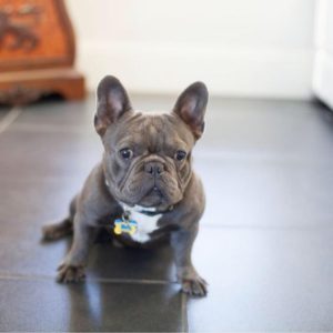 30+ Celebrities With French Bulldogs (And Their Cute Frenchie Names!)