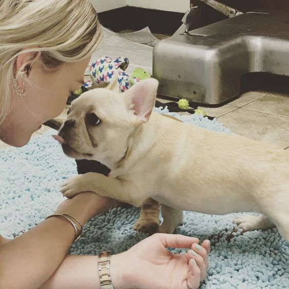 Celebrities with French Bulldogs Hilary Duff